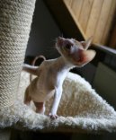 Корниш-Рекс (Cornish Rex) / Породы кошек / Породы кошек: Подвижные и активные кошки: Уход, советы, бесплатные объявления, форум, болезни