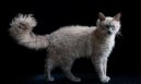 Лаперм (LaPerm) / Породы кошек / Породы кошек: Темпераментные кошки: Уход, советы, бесплатные объявления, форум, болезни