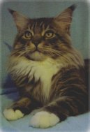 Фотографии к статье: Мейн кун (Maine Coon) / Советы по уходу и воспитанию породы кошек, описание кошки, помощь при болезнях, фотографии, дискусии и форум.