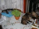 Фотографии к статье: Мейн кун (Maine Coon) / Советы по уходу и воспитанию породы кошек, описание кошки, помощь при болезнях, фотографии, дискусии и форум.