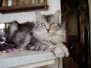 Фотографии к статье: Мейн кун (Maine Coon) / Советы по уходу и воспитанию породы кошек, описание кошки, помощь при болезнях, фотографии, дискусии и форум.