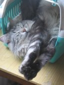 Фотографии к статье: Мейн кун (Maine Coon) / Советы по уходу и воспитанию породы кошек, описание кошки, помощь при болезнях, фотографии, дискусии и форум.