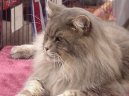 Фотографии к статье: Мейн кун (Maine Coon) / Советы по уходу и воспитанию породы кошек, описание кошки, помощь при болезнях, фотографии, дискусии и форум.