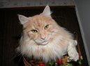 Фотографии к статье: Мейн кун (Maine Coon) / Советы по уходу и воспитанию породы кошек, описание кошки, помощь при болезнях, фотографии, дискусии и форум.