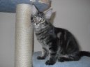 Фотографии к статье: Мейн кун (Maine Coon) / Советы по уходу и воспитанию породы кошек, описание кошки, помощь при болезнях, фотографии, дискусии и форум.
