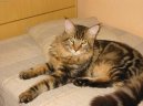 Фотографии к статье: Мейн кун (Maine Coon) / Советы по уходу и воспитанию породы кошек, описание кошки, помощь при болезнях, фотографии, дискусии и форум.