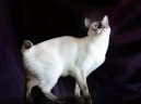Меконгский бобтейл (меконг-бобтейл) (Mekong Bobtail Cat) / Породы кошек / Породы кошек: Спокойные кошки: Уход, советы, бесплатные объявления, форум, болезни