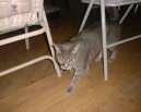 Манчкин (Munchkin Cat) / Породы кошек / Породы кошек: Приветливые и ласковые кошки: Уход, советы, бесплатные объявления, форум, болезни