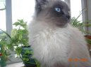 Невская маскарадная кошка (Neva Masqyerade Cat)