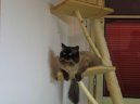 Невская маскарадная кошка (Neva Masqyerade Cat)