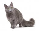 Нибелунг (Nebelung Cat) / Породы кошек / Породы кошек: Кошки со средней шерстью: Уход, советы, бесплатные объявления, форум, болезни
