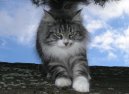 Фотографии к статье: Норвежская лесная кошка (Norwegian Forest Cat) / Советы по уходу и воспитанию породы кошек, описание кошки, помощь при болезнях, фотографии, дискусии и форум.