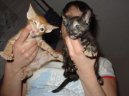 Ориентальная короткошерстная кошка (Oriental Shorthair Cat)