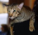 Ориентальная короткошерстная кошка (Oriental Shorthair Cat)