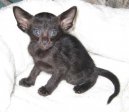 Ориентальная короткошерстная кошка (Oriental Shorthair Cat) / Породы кошек / Уход, советы, бесплатные объявления, форум, болезни