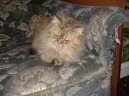 Фотографии к статье: Персидская кошка (Persian Cat) / Советы по уходу и воспитанию породы кошек, описание кошки, помощь при болезнях, фотографии, дискусии и форум.