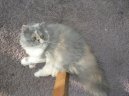 Персидская кошка (Persian Cat)