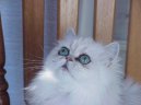 Фотографии к статье: Персидская кошка (Persian Cat) / Советы по уходу и воспитанию породы кошек, описание кошки, помощь при болезнях, фотографии, дискусии и форум.