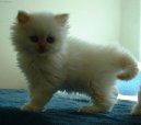 Фотографии к статье: Персидская кошка (Persian Cat) / Советы по уходу и воспитанию породы кошек, описание кошки, помощь при болезнях, фотографии, дискусии и форум.