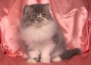 Персидская кошка (Persian Cat)