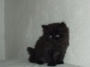 Фотографии к статье: Персидская кошка (Persian Cat) / Советы по уходу и воспитанию породы кошек, описание кошки, помощь при болезнях, фотографии, дискусии и форум.