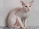 Петерболд (петербургский сфинкс) (Peterbald (Petersburg Sphynx) Cat) / Породы кошек / Уход, советы, бесплатные объявления, форум, болезни