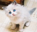 Фотографии к статье: Рэгдолл (Ragdoll Cat) / Советы по уходу и воспитанию породы кошек, описание кошки, помощь при болезнях, фотографии, дискусии и форум.