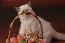Рэгдолл (Ragdoll Cat) / Породы кошек / Породы кошек: Кошки со средней шерстью: Уход, советы, бесплатные объявления, форум, болезни