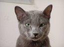 Фотографии к статье: Русская голубая кошка (Russian Blue Cat) / Советы по уходу и воспитанию породы кошек, описание кошки, помощь при болезнях, фотографии, дискусии и форум.