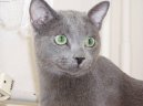 Фотографии к статье: Русская голубая кошка (Russian Blue Cat) / Советы по уходу и воспитанию породы кошек, описание кошки, помощь при болезнях, фотографии, дискусии и форум.