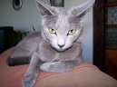 Фотографии к статье: Русская голубая кошка (Russian Blue Cat) / Советы по уходу и воспитанию породы кошек, описание кошки, помощь при болезнях, фотографии, дискусии и форум.