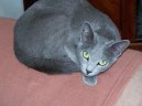 Фотографии к статье: Русская голубая кошка (Russian Blue Cat) / Советы по уходу и воспитанию породы кошек, описание кошки, помощь при болезнях, фотографии, дискусии и форум.