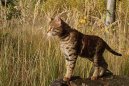 Саванна (Savannah Cat) / Породы кошек / Породы кошек: Подвижные и активные кошки: Уход, советы, бесплатные объявления, форум, болезни