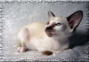 Сейшельская кошка (Seychellois Cat)
