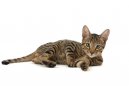 Серенгети (Serengeti Cat) / Породы кошек / Породы кошек: Спокойные кошки: Уход, советы, бесплатные объявления, форум, болезни