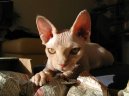 Сфинкс (Sfynx Cat)