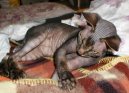 Сфинкс (Sfynx Cat)