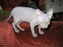 Сфинкс (Sfynx Cat) / Породы кошек / Породы кошек: Спокойные кошки: Уход, советы, бесплатные объявления, форум, болезни