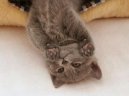Фотографии к статье: Шартрез (картезианская кошка) (Chartreux Cat) / Советы по уходу и воспитанию породы кошек, описание кошки, помощь при болезнях, фотографии, дискусии и форум.
