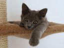 Фотографии к статье: Шартрез (картезианская кошка) (Chartreux Cat) / Советы по уходу и воспитанию породы кошек, описание кошки, помощь при болезнях, фотографии, дискусии и форум.