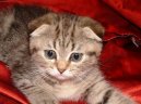 Фотографии к статье: Шотландская (скоттиш-фолд) (Scotish Fold Cat) / Советы по уходу и воспитанию породы кошек, описание кошки, помощь при болезнях, фотографии, дискусии и форум.