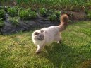 Фотографии к статье: Шотландская (скоттиш-фолд) (Scotish Fold Cat) / Советы по уходу и воспитанию породы кошек, описание кошки, помощь при болезнях, фотографии, дискусии и форум.