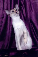 Сиамская кошка (Siamese Cat)