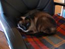 Сиамская кошка (Siamese Cat)