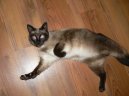 Сиамская кошка (Siamese Cat) / Породы кошек / Породы кошек: Подвижные и активные кошки: Уход, советы, бесплатные объявления, форум, болезни