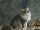 Фотографии к статье: Сибирская кошка (Siberian Cat) / Советы по уходу и воспитанию породы кошек, описание кошки, помощь при болезнях, фотографии, дискусии и форум.