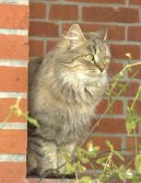 Фотографии к статье: Сибирская кошка (Siberian Cat) / Советы по уходу и воспитанию породы кошек, описание кошки, помощь при болезнях, фотографии, дискусии и форум.