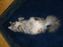 Сибирская кошка (Siberian Cat)