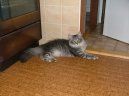 Сибирская кошка (Siberian Cat)