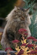 Сибирская кошка (Siberian Cat) / Породы кошек / Породы кошек: Подвижные и активные кошки: Уход, советы, бесплатные объявления, форум, болезни